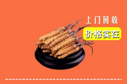 锦州市凌海回收冬虫夏草